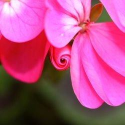 Close-up of pink flowers