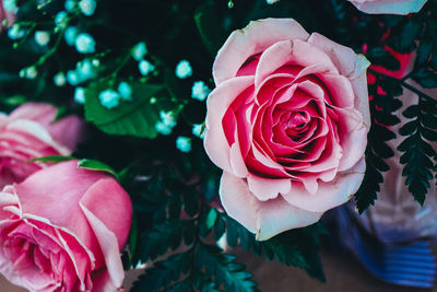 Close-up of pink roses growing in park