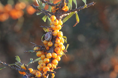 Close-up of berries on tree