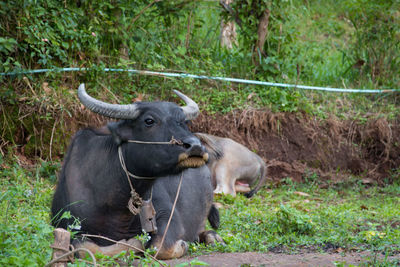 Close up of a buffalo