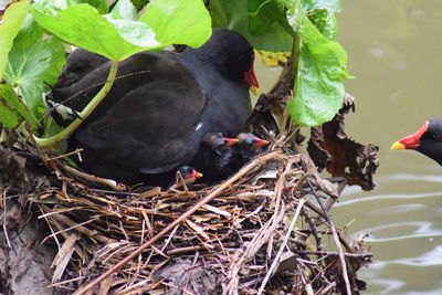 Close-up of black bird