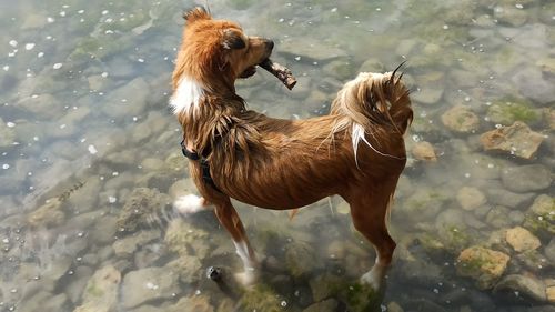 High angle view of dog in lake