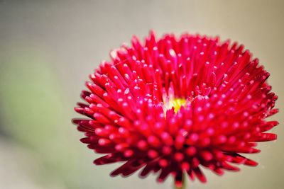 Close-up of red flower