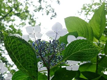 Close-up of plant