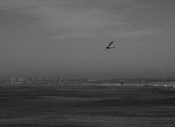 Bird flying over sea