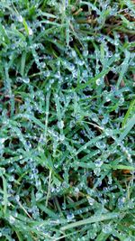 Close-up of water drops on leaves