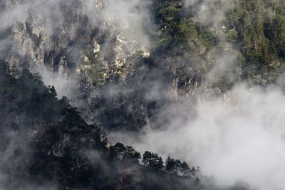 Trees in forest against sky