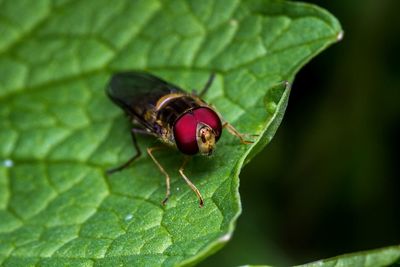 Close-up of insect on leaf