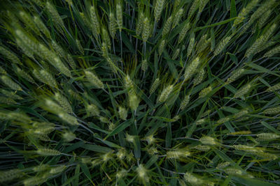 Full frame shot of corn field