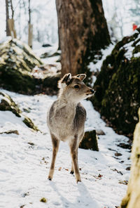 Deer standing on field