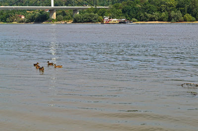 Birds in water