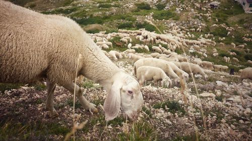 Sheep grazing on field