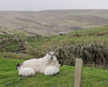 Sheep in a field