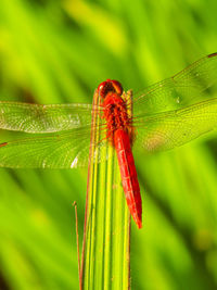 Close-up of dragonfly on plant