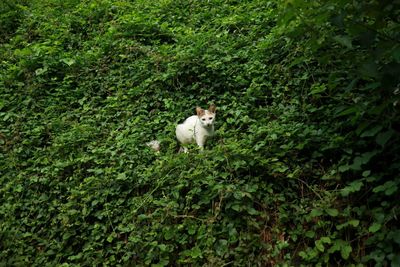 View of cat on green grass