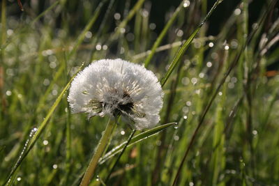 Close-up of wet dandelion