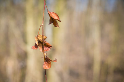 Close-up of wilted plant during autumn