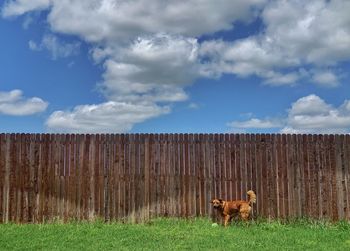 View of dog on field against sky