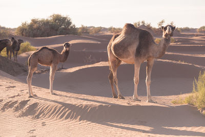 Sheep in a desert