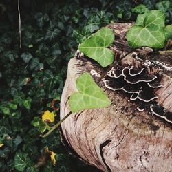 High angle view of leaves on tree trunk