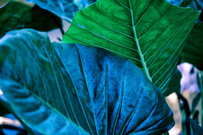 Close-up of fresh green leaves