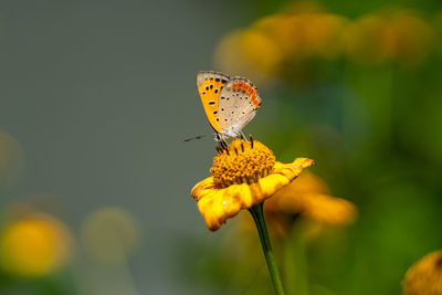 Close-up of butterfly pollinating on yellow flower