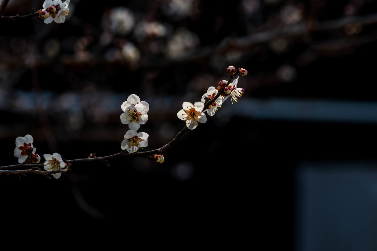 plant, macro photography, flower, freshness, nature, flowering plant, spring, close-up, beauty in nature, tree, no people, food and drink, fragility, branch, growth, focus on foreground, blossom, food, fruit, springtime, outdoors, produce, twig