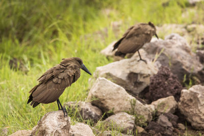 Bird perching on rock