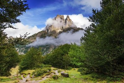 Low angle view of trees against sky