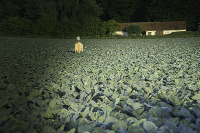 View of sheep on field