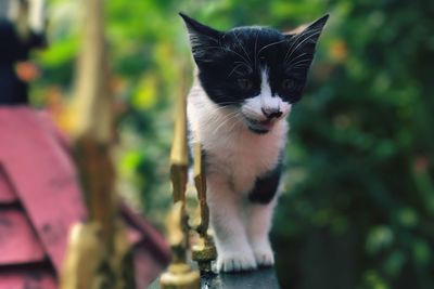 Close-up of cat outdoors