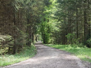 Road amidst trees in forest