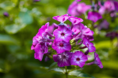 Close-up of pink flowering plant