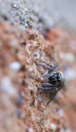 Close-up of spider