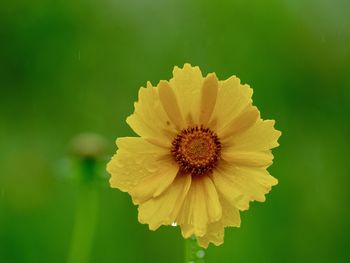 Close-up of yellow flowering plant