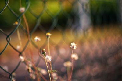 Close-up of flowering plant on field