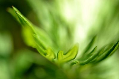 Close-up of plant