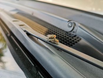 Close-up of insect on glass window