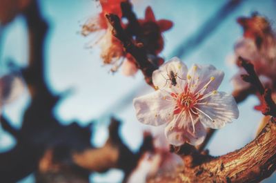 Close-up of cherry blossom