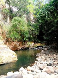 Scenic view of river in forest