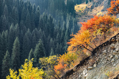 Panoramic view of trees in forest