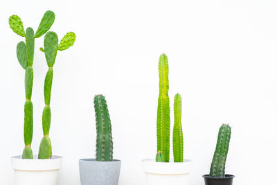 Close-up of potted plant against white background