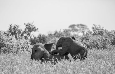 Sheep in a field