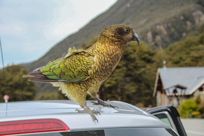 Close-up of bird perching on a car