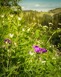 Close-up of purple flowering plants