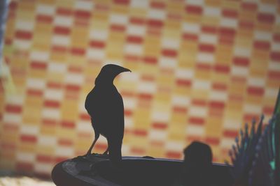 Silhouette of bird perching