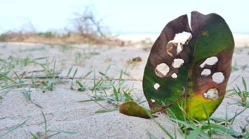 Close-up of butterfly on beach