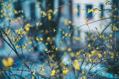 Close-up of flowering plants on field against sky