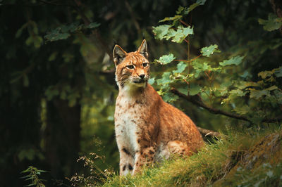 Portrait of a lynx