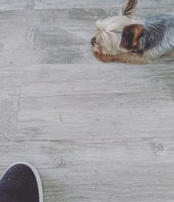 High angle view of dog relaxing on floor